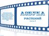 Жасмин. Азбука растений (часть 3)