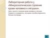 Микроскопическое строение крови человека и лягушки