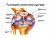 Анатомия коленного сустава