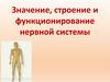 Значение, строение и функционирование нервной системы