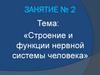 Строение и функции нервной системы человека