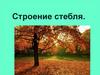 Строение стебля