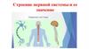 Строение нервной системы и ее значение