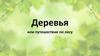 Деревья или путешествие по лесу