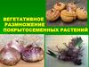 Вегетативное размножение покрытосеменных растений