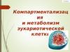 Компартментализация и метаболизм эукариотической клетки