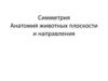 Симметрия. Анатомия животных плоскости и направления