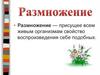 Размножение - присущее всем живым организмам свойство воспроизведения себе подобных