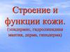 Строение и функции кожи (эпидермис, гидролипидная мантия, дерма, гиподерма)