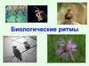 Биологические ритмы