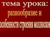 Разнообразие и особенности строения моллюсков
