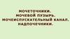 Мочеточники. Мочевой пузырь. Мочеиспускательный канал. Надпочечники
