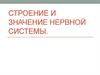 Строение и значение нервной системы