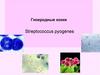 Гноеродные кокки  (Streptococcus pyogenes)