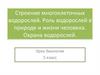 Строение многоклеточных водорослей. Роль водорослей в природе и жизни человека. Охрана водорослей