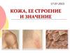 Кожа, её строение и значение