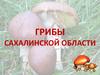 Грибы Сахалинской области