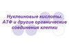 Нуклеиновые кислоты. АТФ и другие органические соединения клетки