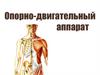 Опорно-двигательный аппарат