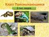 Класс Пресмыкающиеся