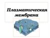 Плазматическая мембрана