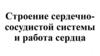 Строение сердечно-сосудистой системы и работа сердца