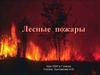 Лесные пожары. Урок ОБЖ в 7 классе