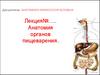 Анатомия органов пищеварения