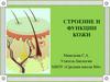 Строение и функции кожи