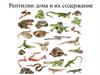 Рептилии дома и их содержание