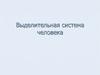 Выделительная система человека