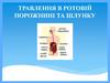 Травлення в ротовій порожнині і шлунку