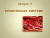 Кровеносная система