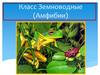 Класс Земноводные (Амфибии)