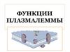Функции плазмалеммы