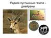 Редкие пустынные газели - джейраны