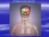 Спинной мозг