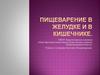 Пищеварение в желудке и в кишечнике