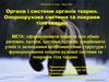 Органи і системи органів тварин. Опорнорухова система та покриви тіла тварин