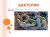 Бактерии. Общая характеристика, многообразие и значение