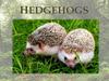 Hedgehogs
