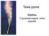 Корень, строение корня, типы корней