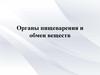 Органы пищеварения и обмен веществ. Кровеносная и дыхательная системы органов