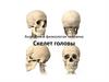 Анатомия и физиология человека. Скелет головы. Лекция 3
