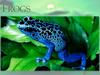 Frogs
