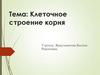 Клеточное строение корня