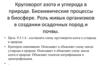 Круговорот азота и углерода в природе. Роль живых организмов в создании осадочных пород и почвы