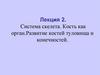 Cистема скелета. Кость как орган. Развитие костей туловища и конечностей