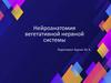 Нейроанатомия вегетативной нервной системы