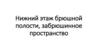 Нижний этаж брюшной полости, забрюшинное пространство